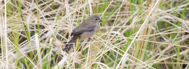 Female of the double-collared seedeater perched on grass stalk