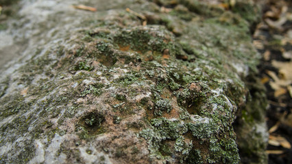 nature, texture, background