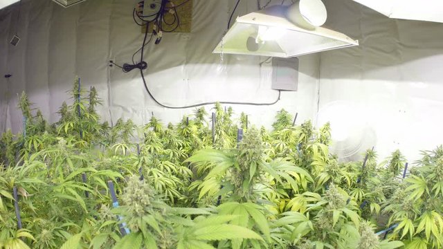 Steadicam Motion Rise to Marijuana Plants with Buds at Indoor Cannabis Farm