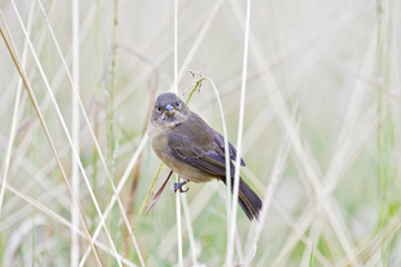 Female of the double-collared seedeater perched on grass stalk