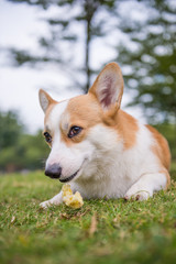 The corgi dog on the grass in the park
