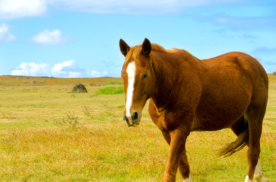 Horse Walking Away On Easter Island