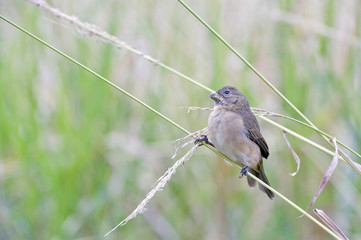 Female of the double-collared seedeater perched on grass stalk