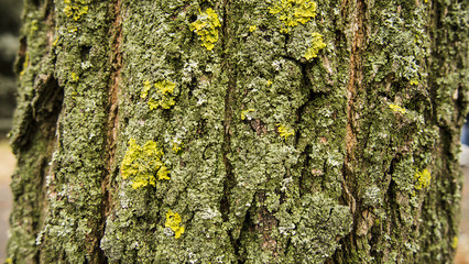 nature, texture, background
