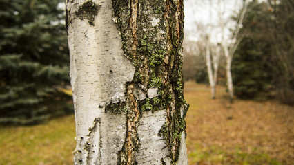 nature, texture, background