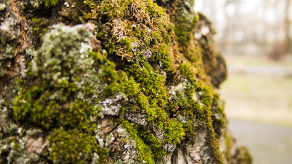 nature, texture, background