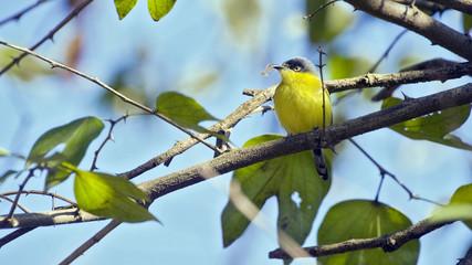 Common tody-flycatcher perched on tree branch