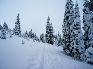 Fototapeta na wymiar Cross Country Ski Trail