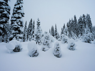 Winter Snowshoe