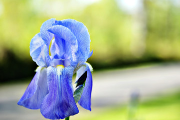 iris