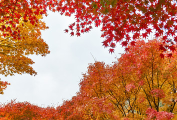 Maple leaves in autumn. Colorful Japanese maple leaves branch on dusky day.