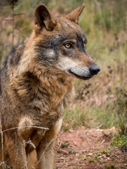 Iberian wolf portrait (Canis lupus signatus)
