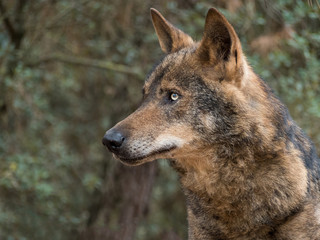 Iberian wolf portrait (Canis lupus signatus)