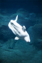 Beluga whale diving © Wollwerth Imagery