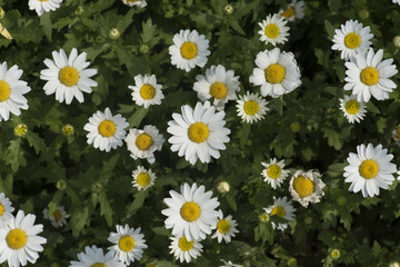 Fototapeta premium Blooming chrysanthemum flower