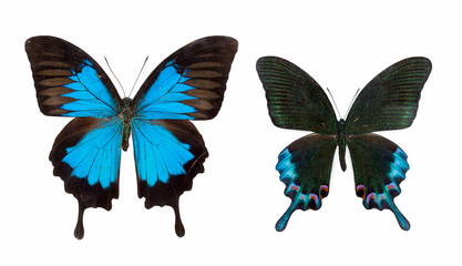 two butterfly isolated