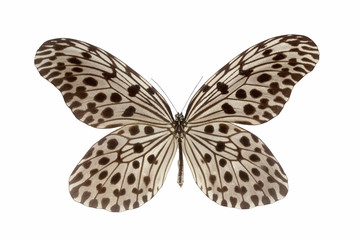 nymphalid butterfly isolated