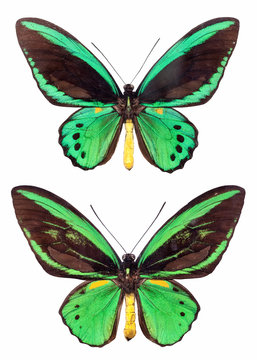 two papilio isolated