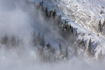 Misty winter forest on the mountain slope in the fog