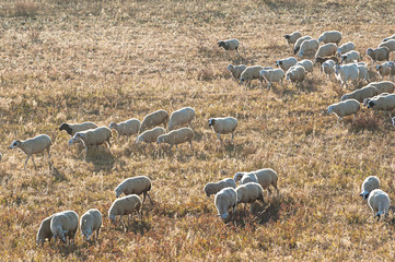 Obraz premium Sheep on the geassland