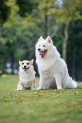 Two dogs on the grass, ke and samoyeds