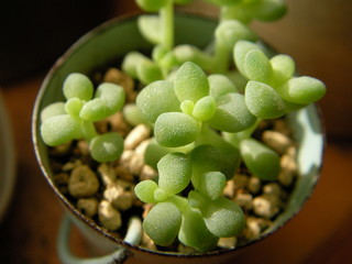 【多肉植物】ビアホップ