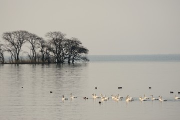 渡り鳥./琵琶湖のコハクチョウです. 