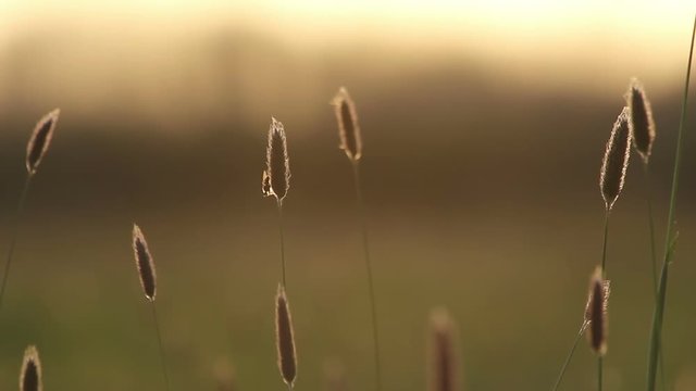 Summer meadow grass at sunset
