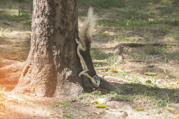 squirrel clinging to a tree.