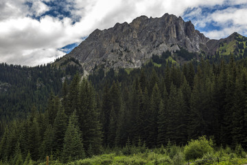 Mountain and forest