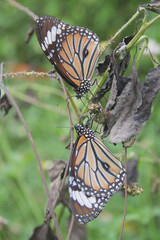 Monarch butterfly on a tropical plant