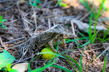 Close up toad. Animal in natures