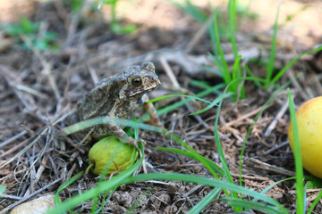 Close up toad. Animal in natures