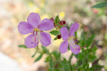 Fototapeta na wymiar .Purple wildflowers Born on stream in the forest beautiful detai