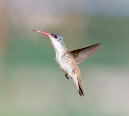 Violet Crowned Hummingbird. Using different backgrounds the bird becomes more interesting and blends with the colors. These birds are native to Mexico and brighten up most gardens where flowers bloom.