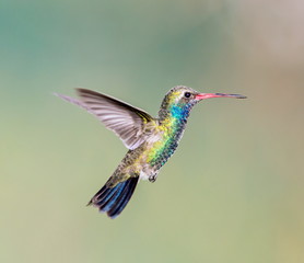 Broad Billed Hummingbird. Using different backgrounds the bird becomes more interesting and blends with the colors. These birds are native to Mexico and brighten up most gardens where flowers bloom.