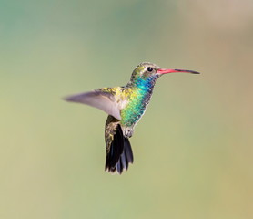 Broad Billed Hummingbird. Using different backgrounds the bird becomes more interesting and blends with the colors. These birds are native to Mexico and brighten up most gardens where flowers bloom. - 129385939