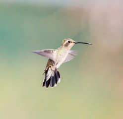 Broad Billed Hummingbird. Using different backgrounds the bird becomes more interesting and blends with the colors. These birds are native to Mexico and brighten up most gardens where flowers bloom.