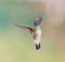 Broad Billed Hummingbird. Using different backgrounds the bird becomes more interesting and blends with the colors. These birds are native to Mexico and brighten up most gardens where flowers bloom.