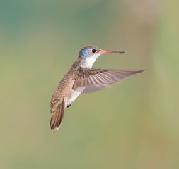 Violet Crowned Hummingbird. Using different backgrounds the bird becomes more interesting and blends with the colors. These birds are native to Mexico and brighten up most gardens where flowers bloom.