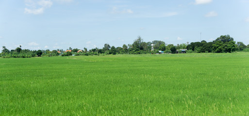 Green Cornfield in the countryside of Thailand.
