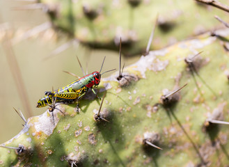 The rainbow or painted grasshopper, is a species of insect from North America and northern Mexico.