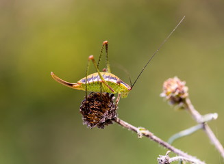 Katydids are found in Mexico. Similar to grasshoppers,you can find them in grasslands, prairies, meadows and other grassy or weedy areas, especially near swamps, creeks, and other damp areas in Mexico