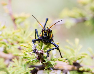 The western horse lubber grasshopper is a relatively large grasshopper species of the grasshopper  family found in the arid lower Sonoran life zone of the southwestern United States and  Mexico.