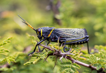 The western horse lubber grasshopper is a relatively large grasshopper species of the grasshopper  family found in the arid lower Sonoran life zone of the southwestern United States and  Mexico.