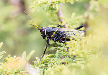 The western horse lubber grasshopper is a relatively large grasshopper species of the grasshopper  family found in the arid lower Sonoran life zone of the southwestern United States and  Mexico.