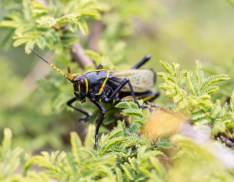 The western horse lubber grasshopper is a relatively large grasshopper species of the grasshopper  family found in the arid lower Sonoran life zone of the southwestern United States and  Mexico.