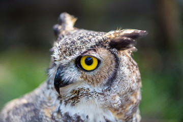 The great horned owl, also known as the tiger  or the hoot , is a large bird native to the Americas. It is an extremely adaptable bird with a vast range and is a common  true one in the Americas