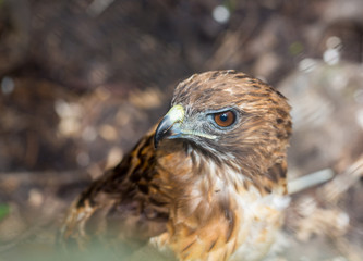 The red-tailed hawk is a bird of prey, one of three species colloquially known in the United States as the chickenhawk, though it rarely preys on standard sized chickens.