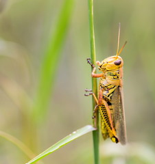 Bright green grasshoppers are found in the grasslands of Mexico. They are called Chapulines and also collected by the local people and are considered a tasty snack when roasted with chilies.